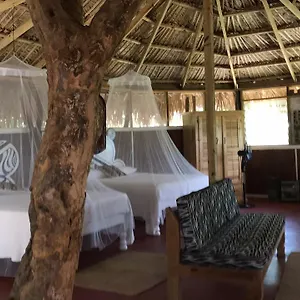 Moringa Ingadi , Treasure Beach Jamaika